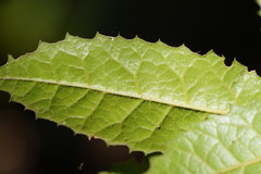 Elaeocarpus holopetalus