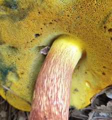 Xerocomus sclerotiorum