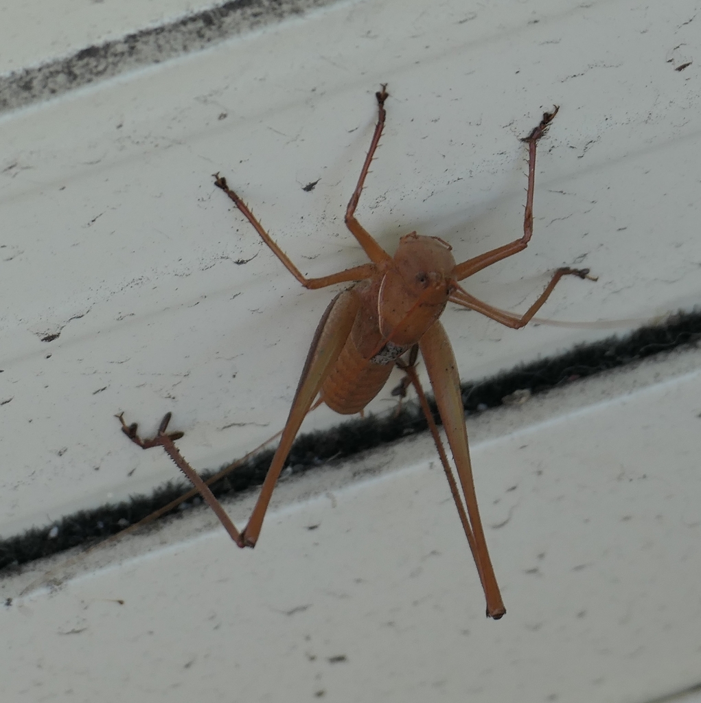 Throscodectes