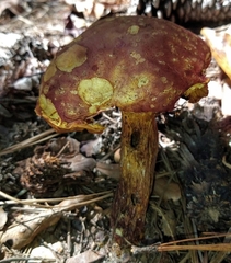 Xerocomus sclerotiorum