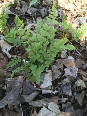 Cystopteris protrusa