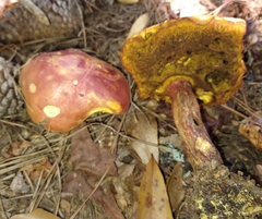 Xerocomus sclerotiorum