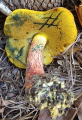 Xerocomus sclerotiorum