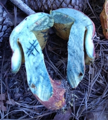 Xerocomus sclerotiorum