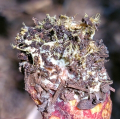 Xerocomus sclerotiorum