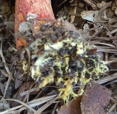 Xerocomus sclerotiorum