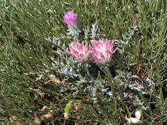 Jurinea humilis