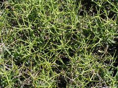 Bupleurum fruticescens