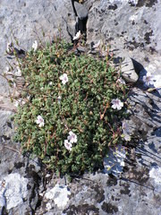 Erodium cheilanthifolium
