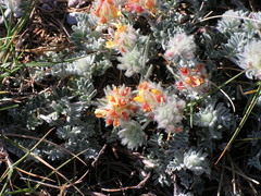 Anthyllis tejedensis