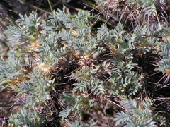 Astragalus granatensis