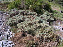 Astragalus granatensis