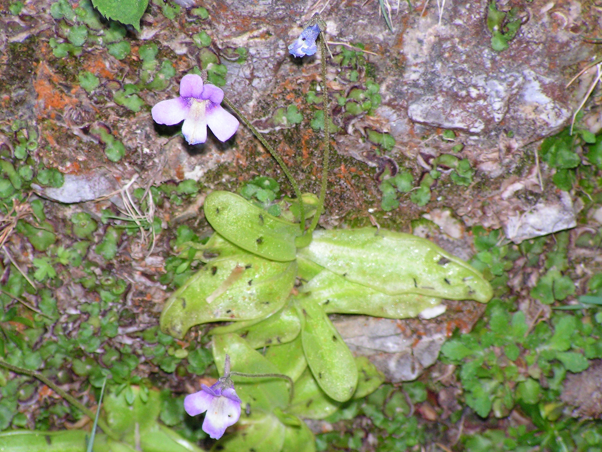 Pinguicula tejedensis M.B.Crespo, Mart.-Azorín, M.Á.Alonso & L.Sáez