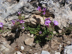 Chaenorhinum