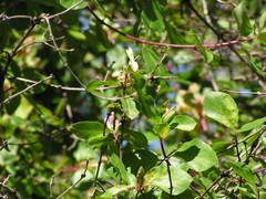 Lonicera arborea
