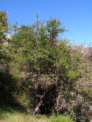 Lonicera arborea