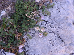 Chaenorhinum villosum