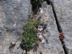 Erodium cheilanthifolium