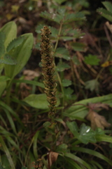 Lagotis integrifolia
