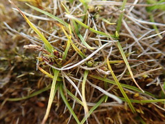 Carex wakatipu