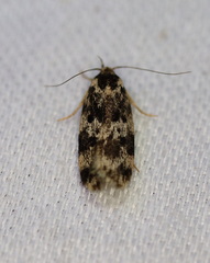 Barea eucapnodes