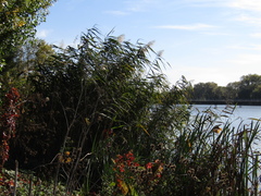 Phragmites australis altissimus