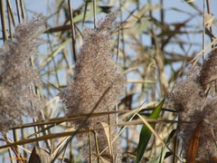 Phragmites australis