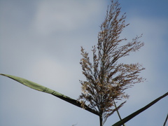Phragmites australis altissimus
