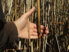 Phragmites australis altissimus
