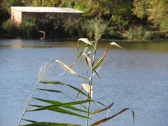 Phragmites australis altissimus