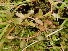 Epilobium chionanthum