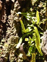 Notogrammitis billardierei