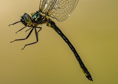 Micromidia convergens