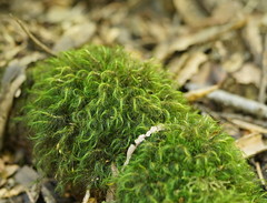 Dicranoloma menziesii