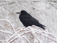 Corvus frugilegus