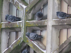 Columba livia domestica