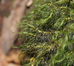 Dicranoloma menziesii
