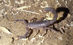 Parabuthus transvaalicus