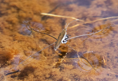 Limnoporus