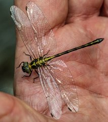 Micromidia convergens