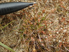 Juncus pusillus