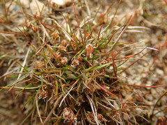 Juncus pusillus
