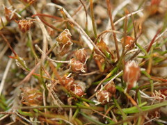 Juncus pusillus