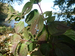 Cornus sanguinea