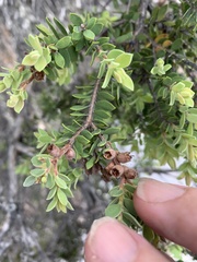 Melaleuca cheelii