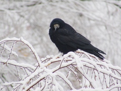Corvus frugilegus