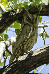 Otus brucei