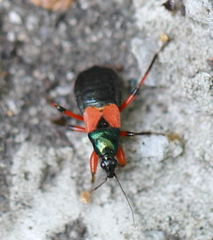 Prostemma aeneicolle