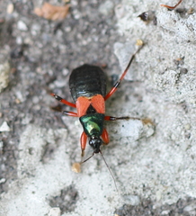 Prostemma aeneicolle