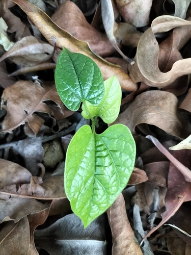 Image of Aristolochia acuminata by (c) Matthew Borella, some rights reserved (CC BY)